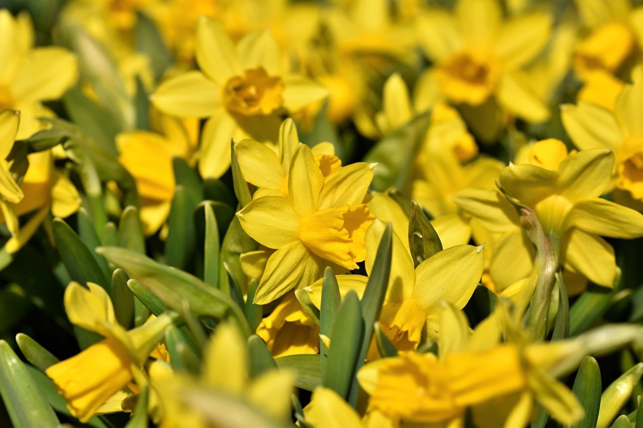 Desktop Wallpaper Yellow Flowers Narcissus Many