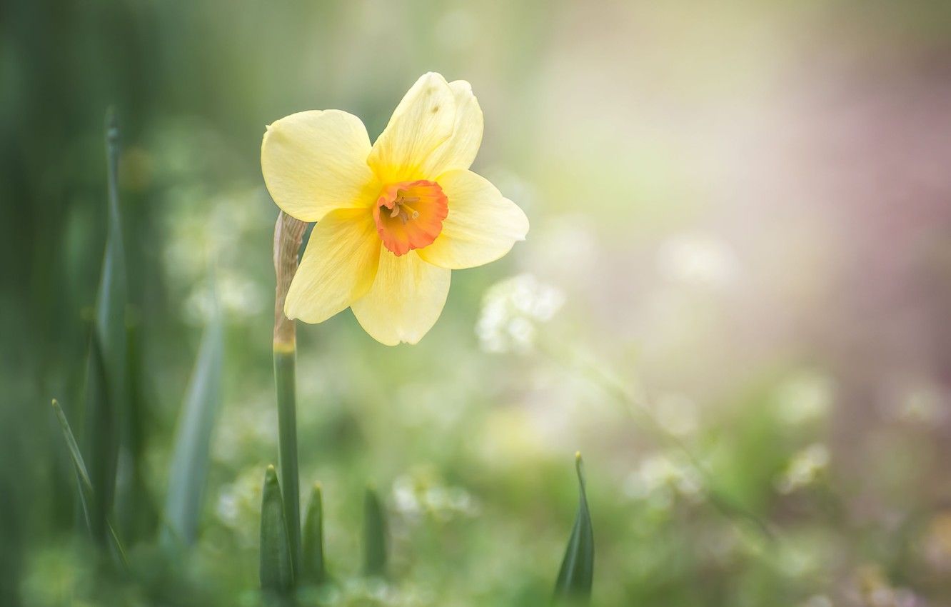 Wallpaper flower, macro, nature, spring, Narcissus image for desktop, section цветы