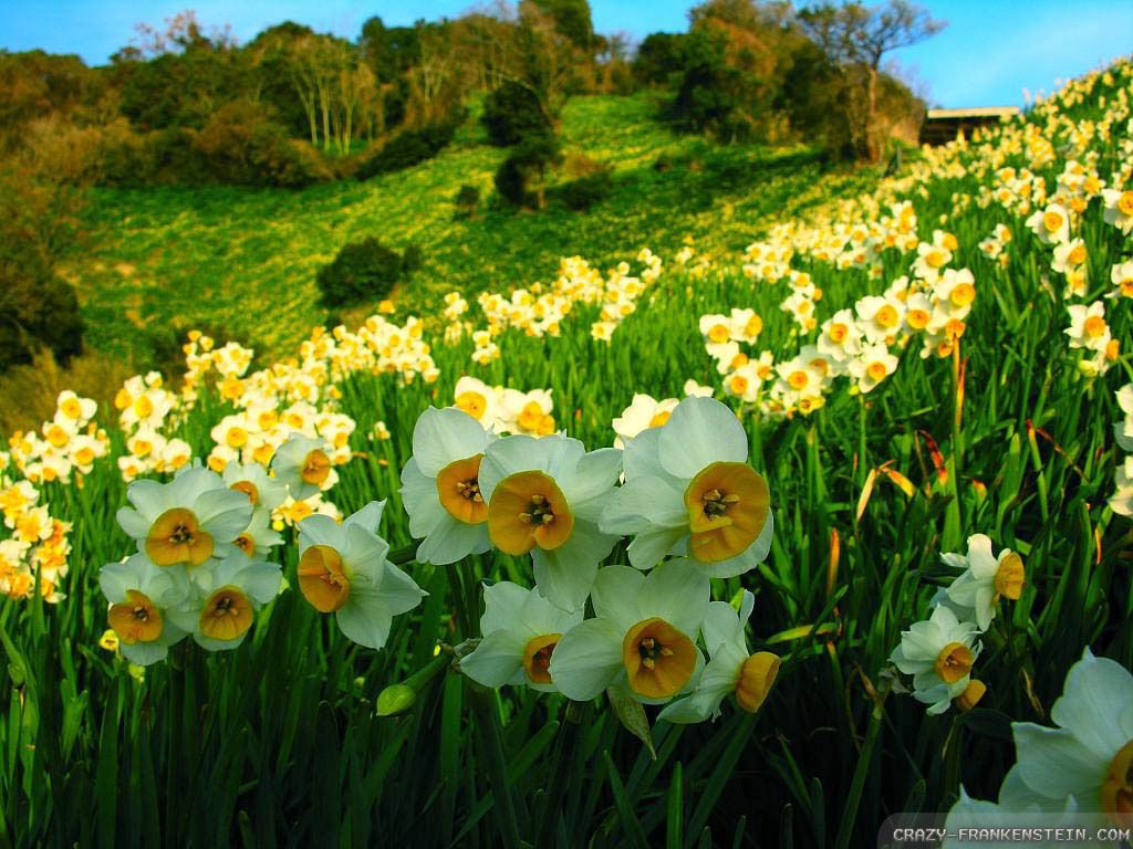 Daffodil wallpaper