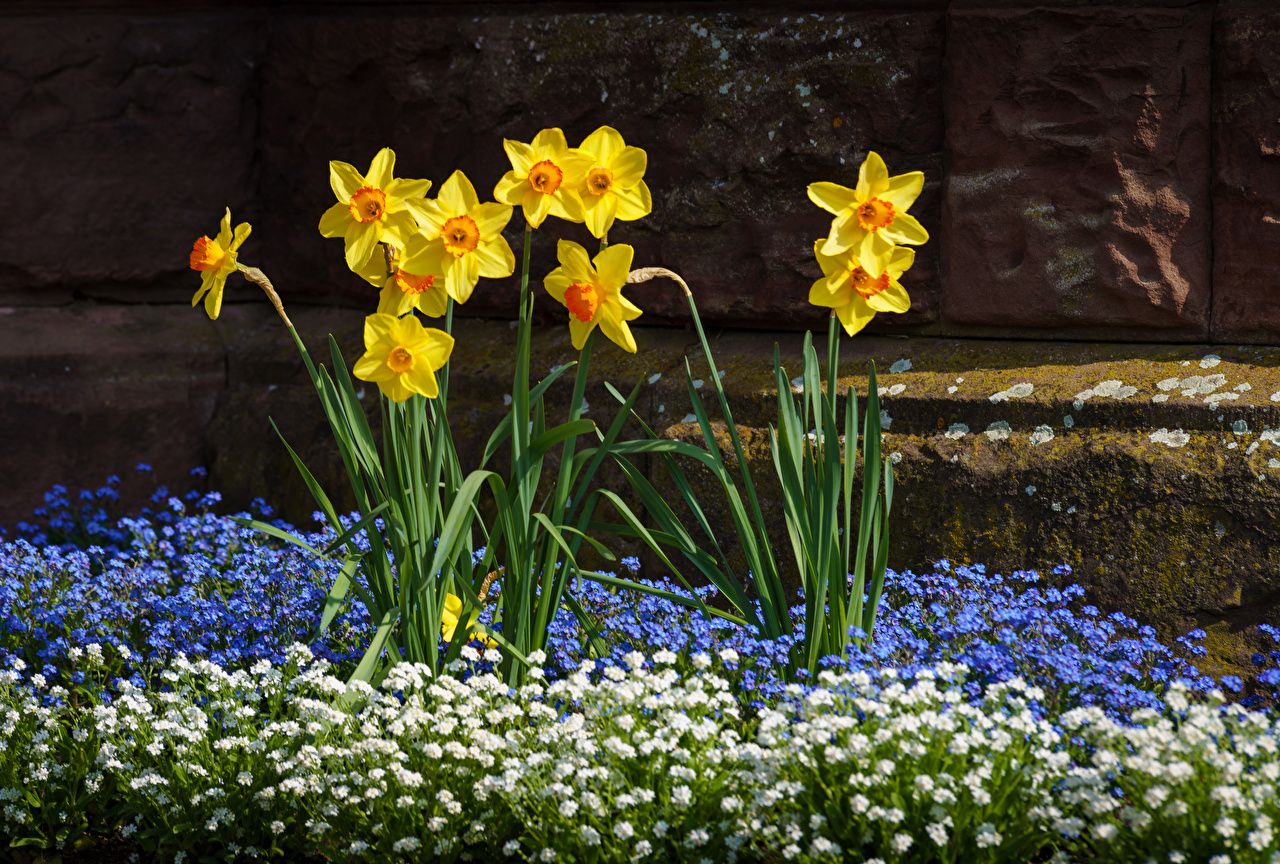 Photo Yellow Flowers Narcissus