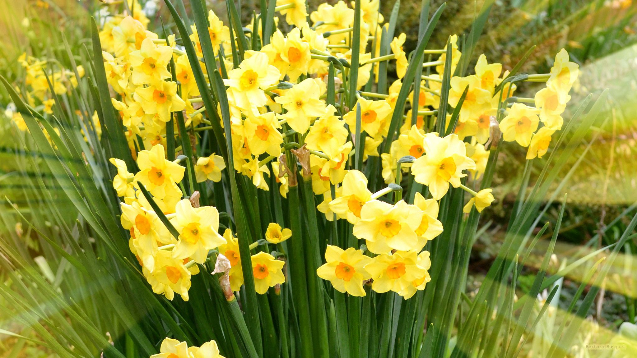 Yellow Narcissus's HD Wallpaper