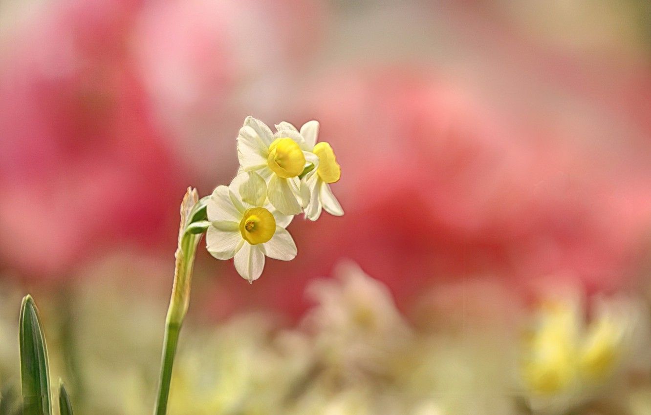 Wallpaper flower, background, Narcissus image for desktop, section цветы