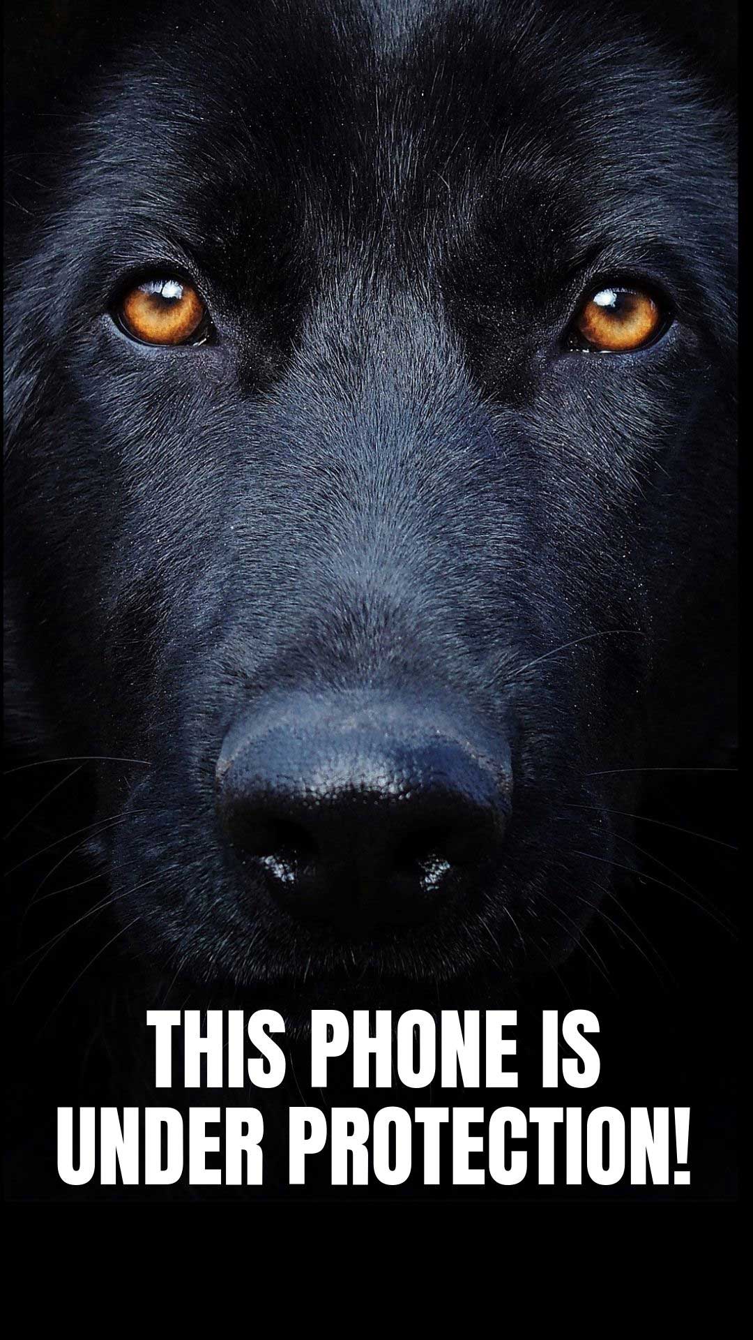 Dog Phone Wallpaper Free Dog Phone Background