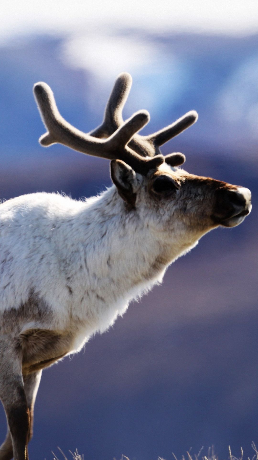 Animal iPhone Wallpaper