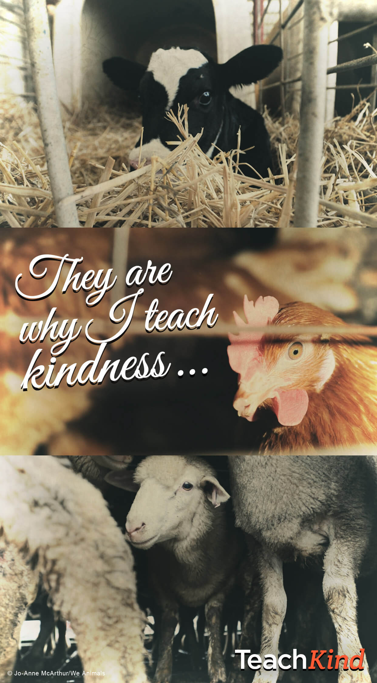 Free Animal Rights iPhone Wallpaper For Teachers