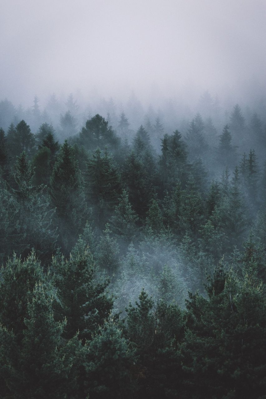23 Foggy Forest Wallpapers  Wallpaperboat