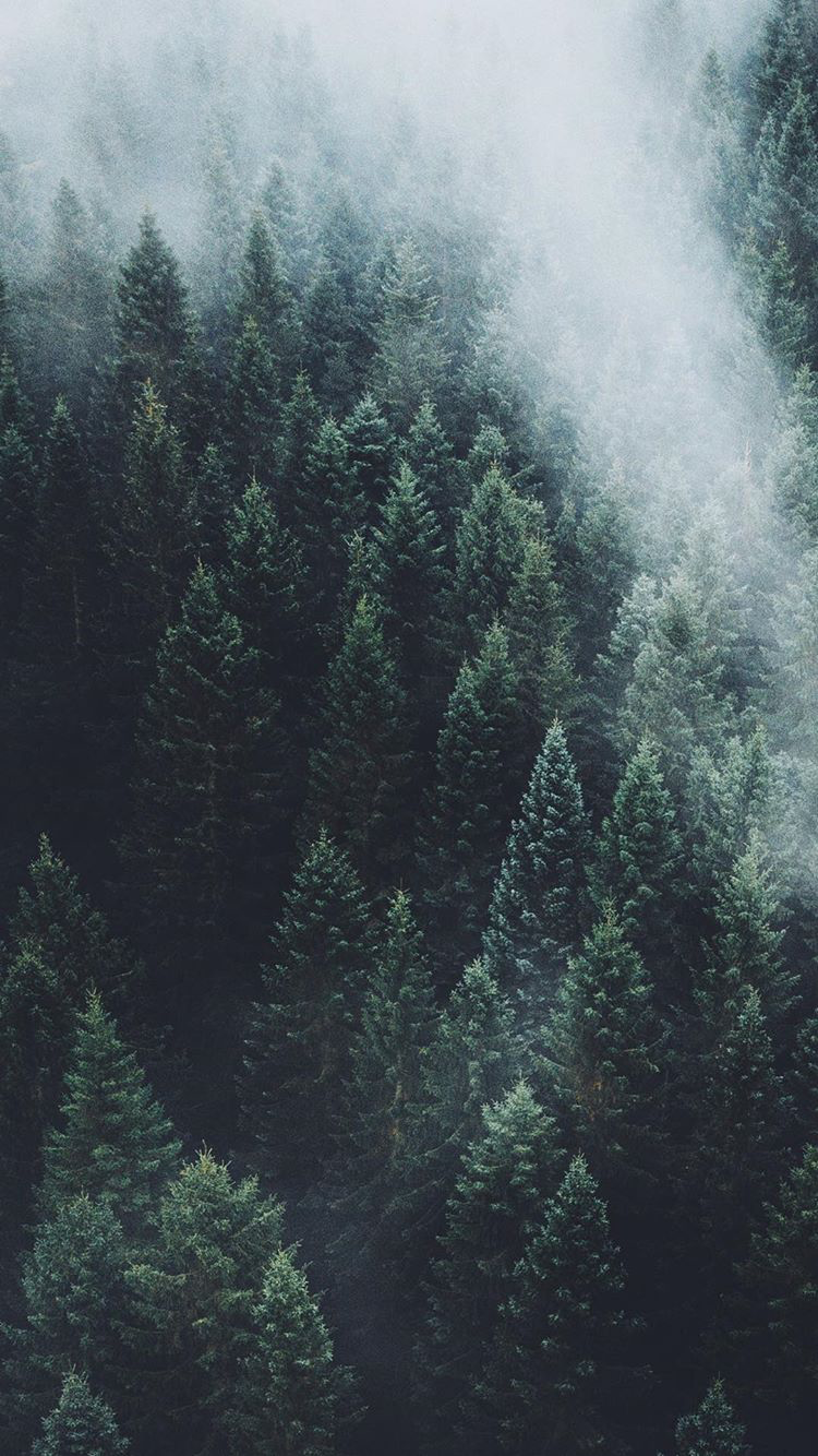Aesthetic Foggy Forest Wallpapers - Wallpaper Cave