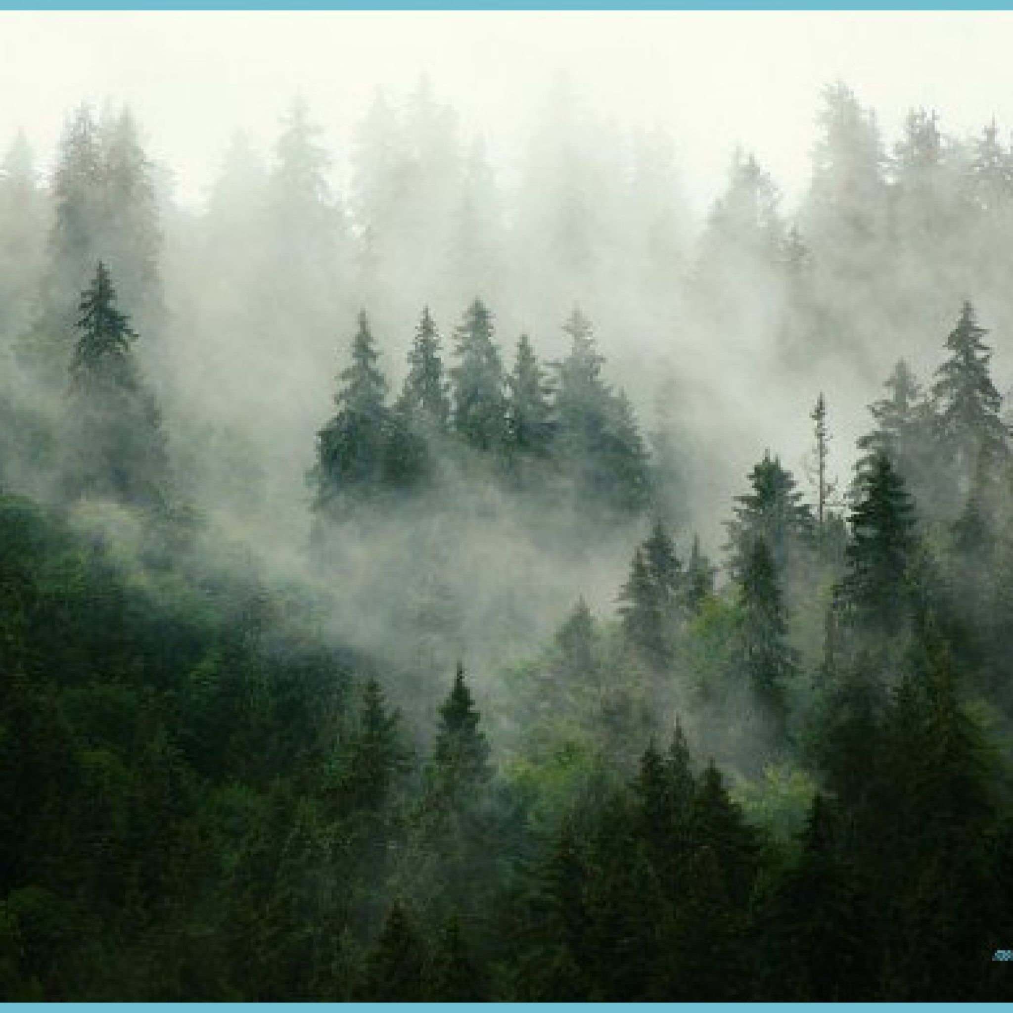 Misty mountain landscape Forest wall mural, Foggy forest, Forest forest wallpaper