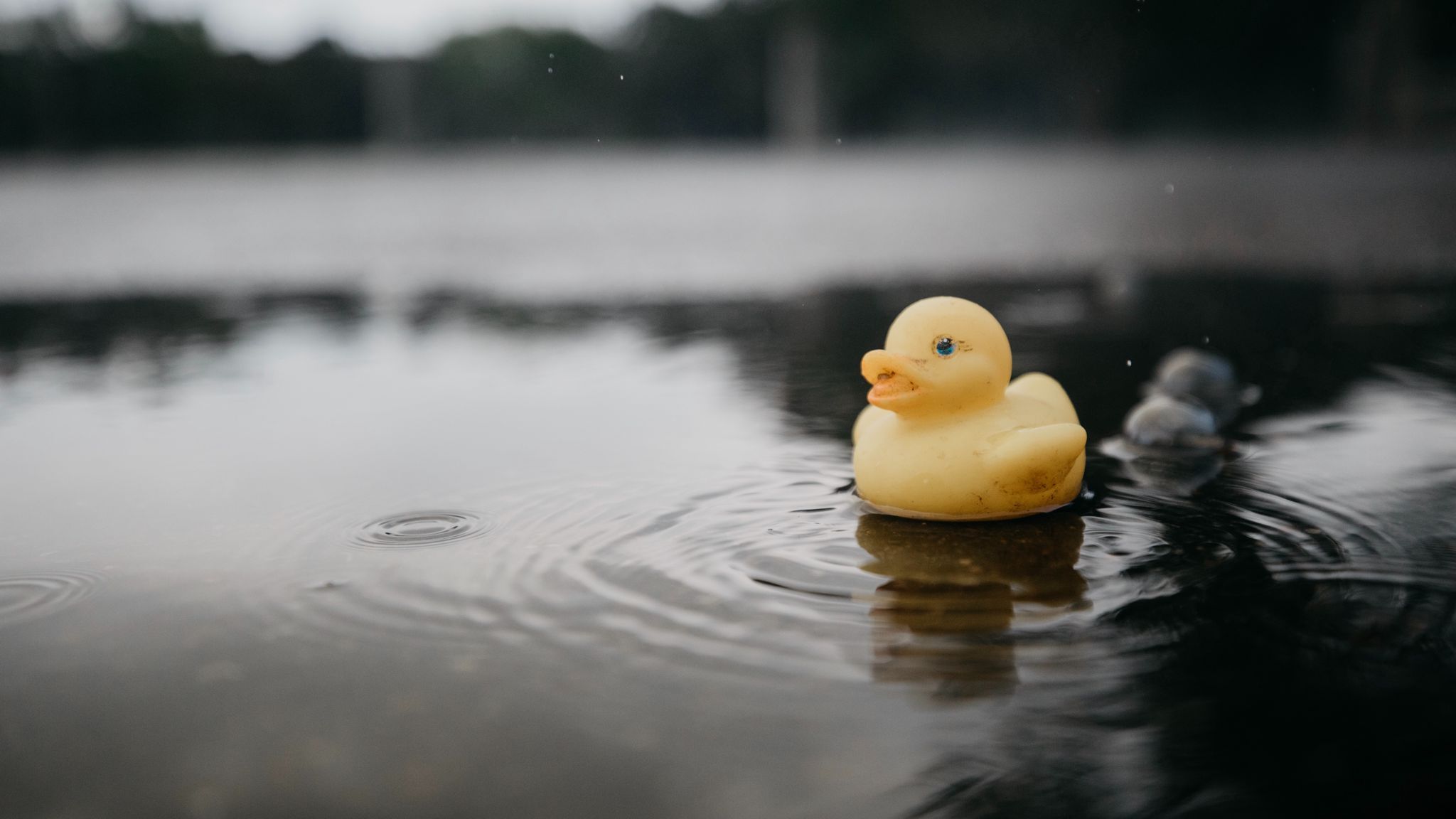 Wallpaper Rubber Duck, Duck, Toy, Puddle, Water Ducky In Puddle HD Wallpaper