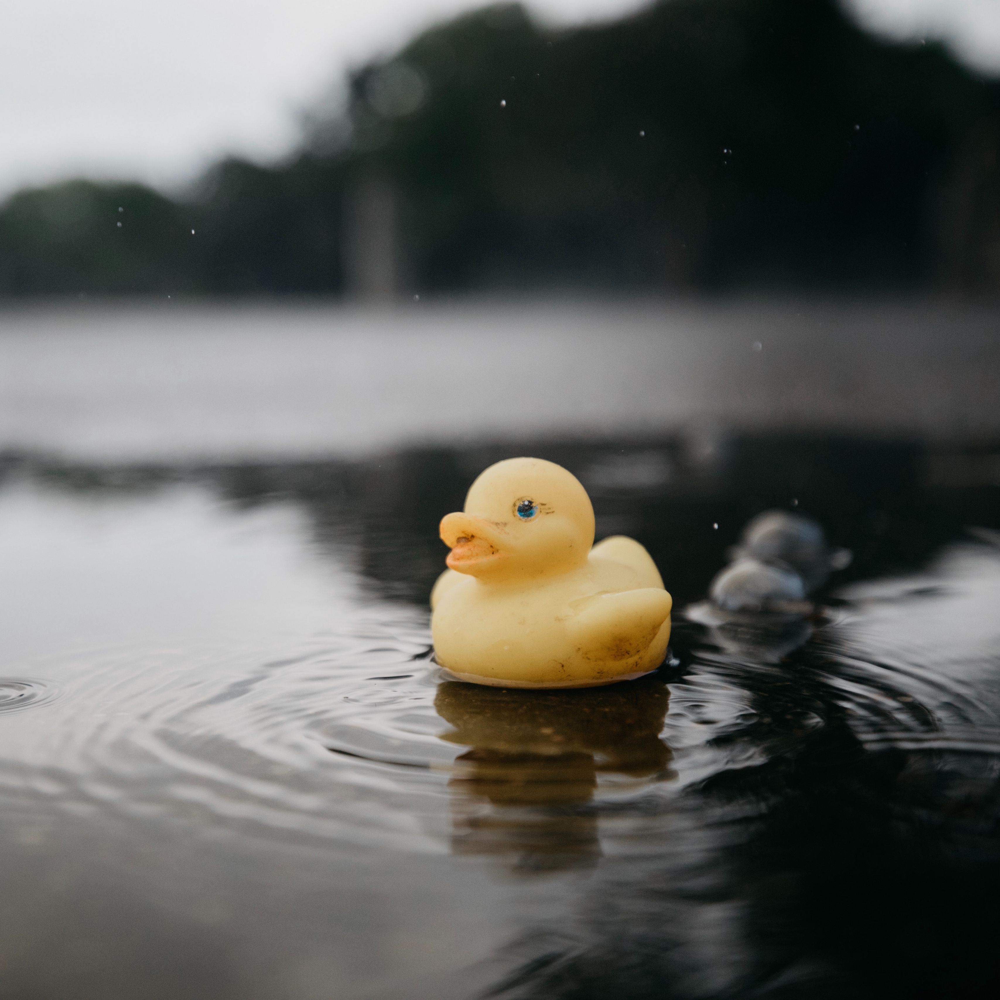 Download wallpaper 3415x3415 rubber duck, duck, toy, puddle, water ipad pro 12.9 retina for parallax HD background