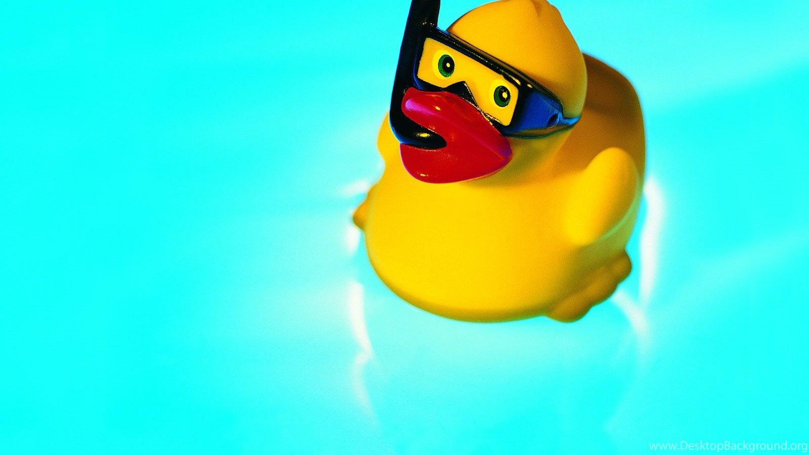 Cute Animals Wallpaper, A Little Rubber Duck In Swim, The Blue Sea. Desktop Background