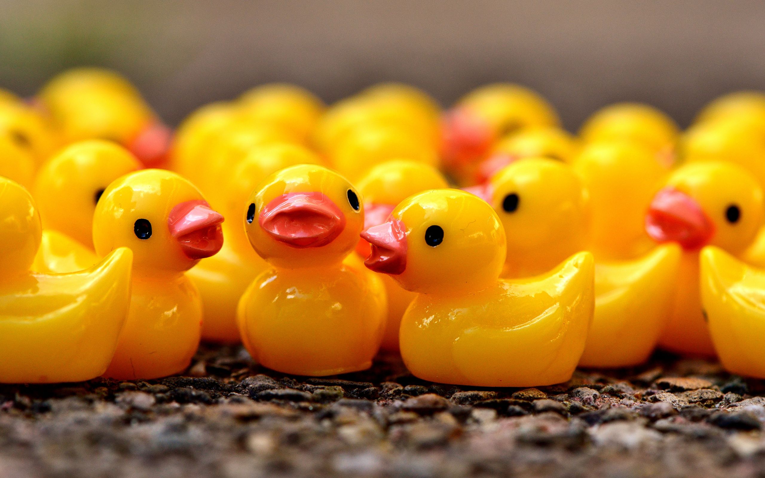 Desktop Wallpaper Rubber Ducks, Yellow Toys, HD Image, Picture, Background, 8395ad