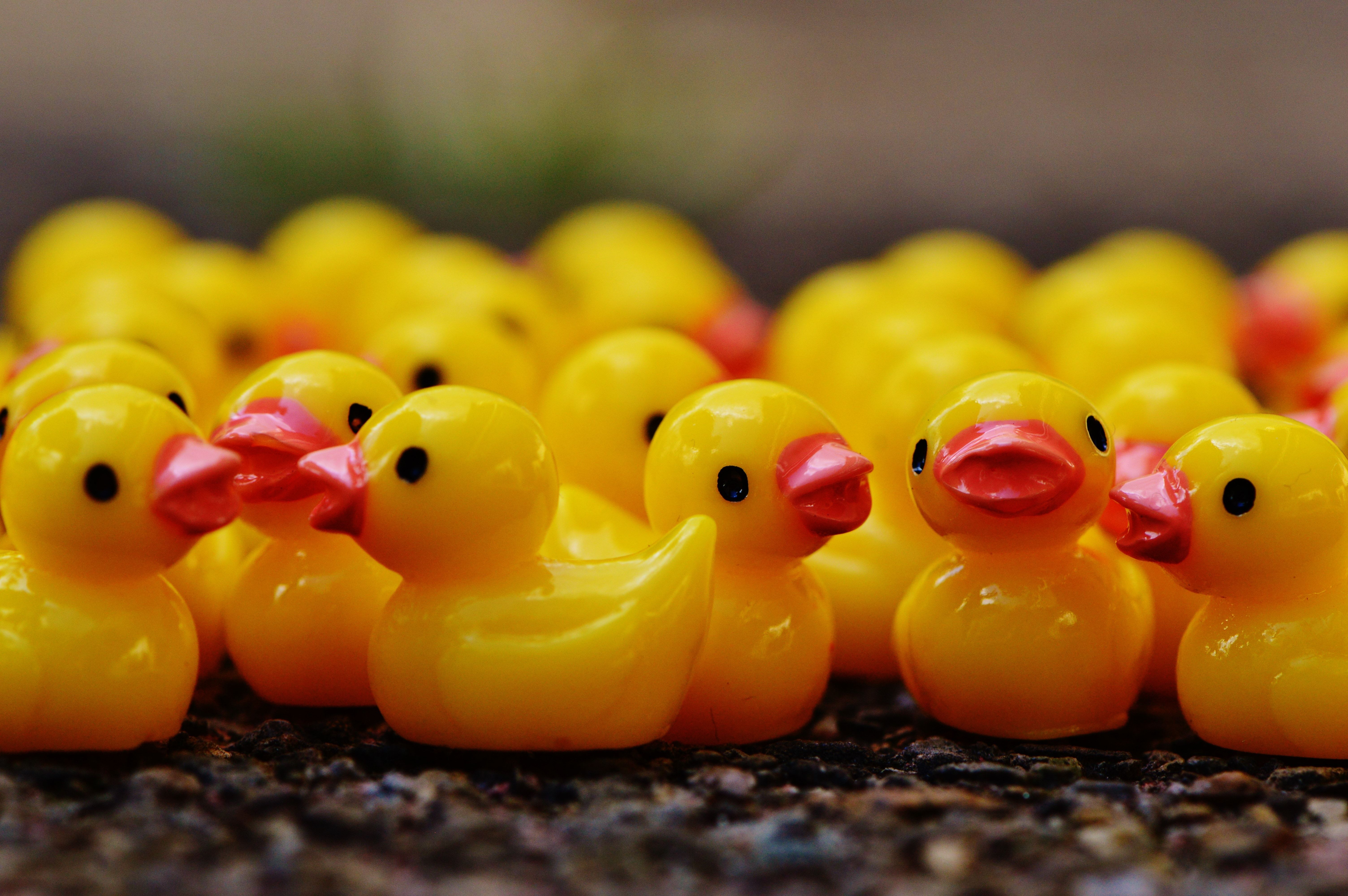 rubber duck lot free image