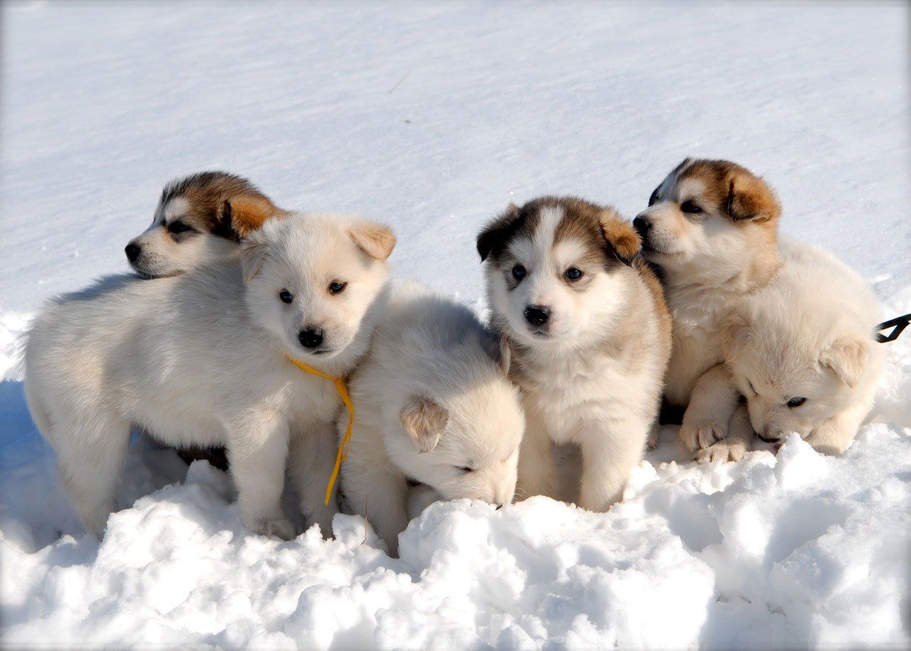 Snow Puppies Free Wallpaper