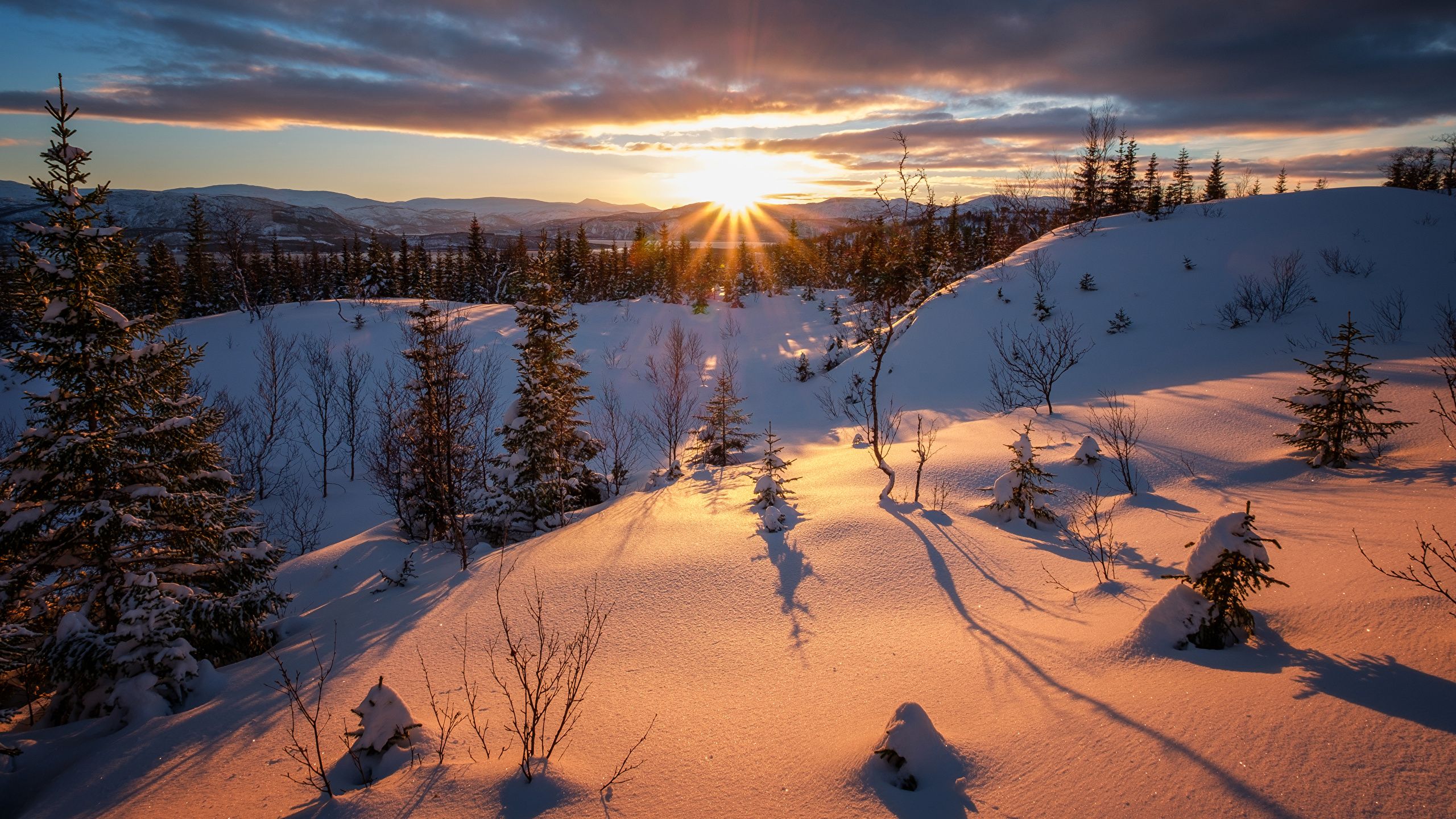 Desktop Wallpaper Rays of light Winter Spruce Nature Snow 2560x1440