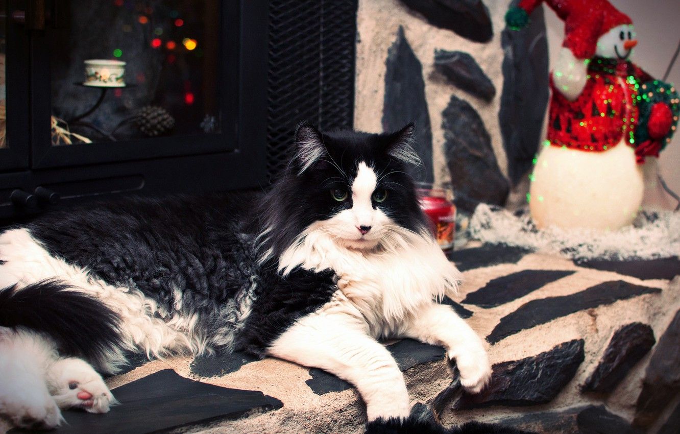 Wallpaper Cat, Cat, Look, House, Holiday, Black And White, Toy, New Year, Christmas, Lights, Lies, Snowman, Wardrobe, Decorative Stone, Black And White Black And White Image For Desktop, Section кошки