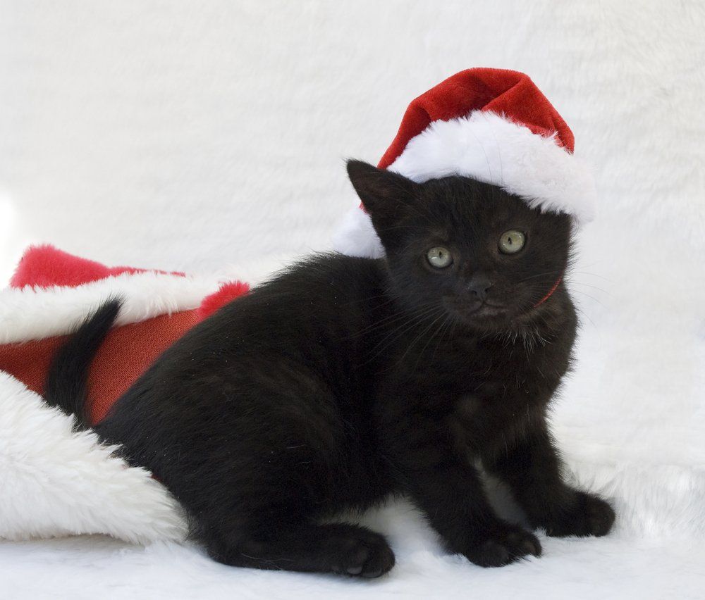 Cute Cats Posing For Their Christmas Cards [PICTURES]