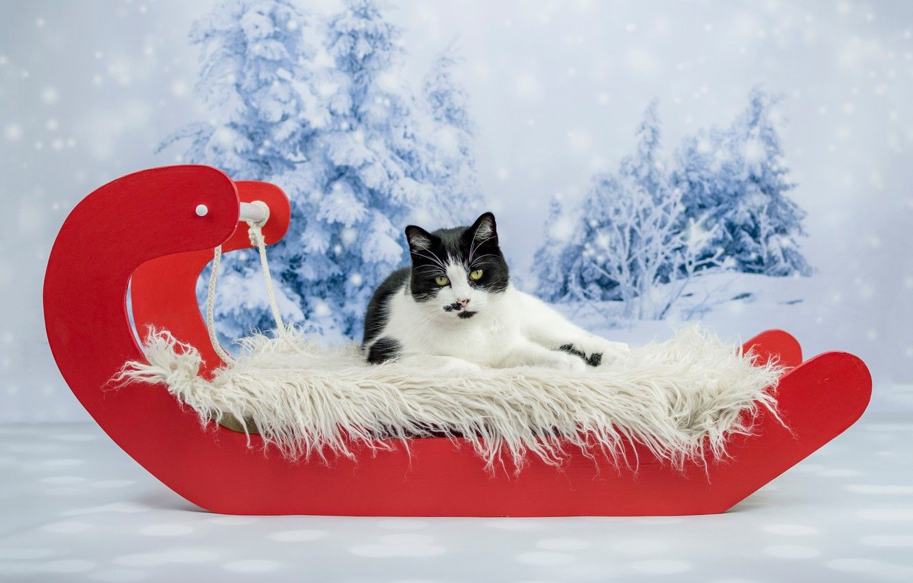 Wallpaper winter, cat, cat, look, snow, red, background, holiday, black and white, new year, Christmas, ate, lies, fur, sleigh, snowfall image for desktop, section кошки