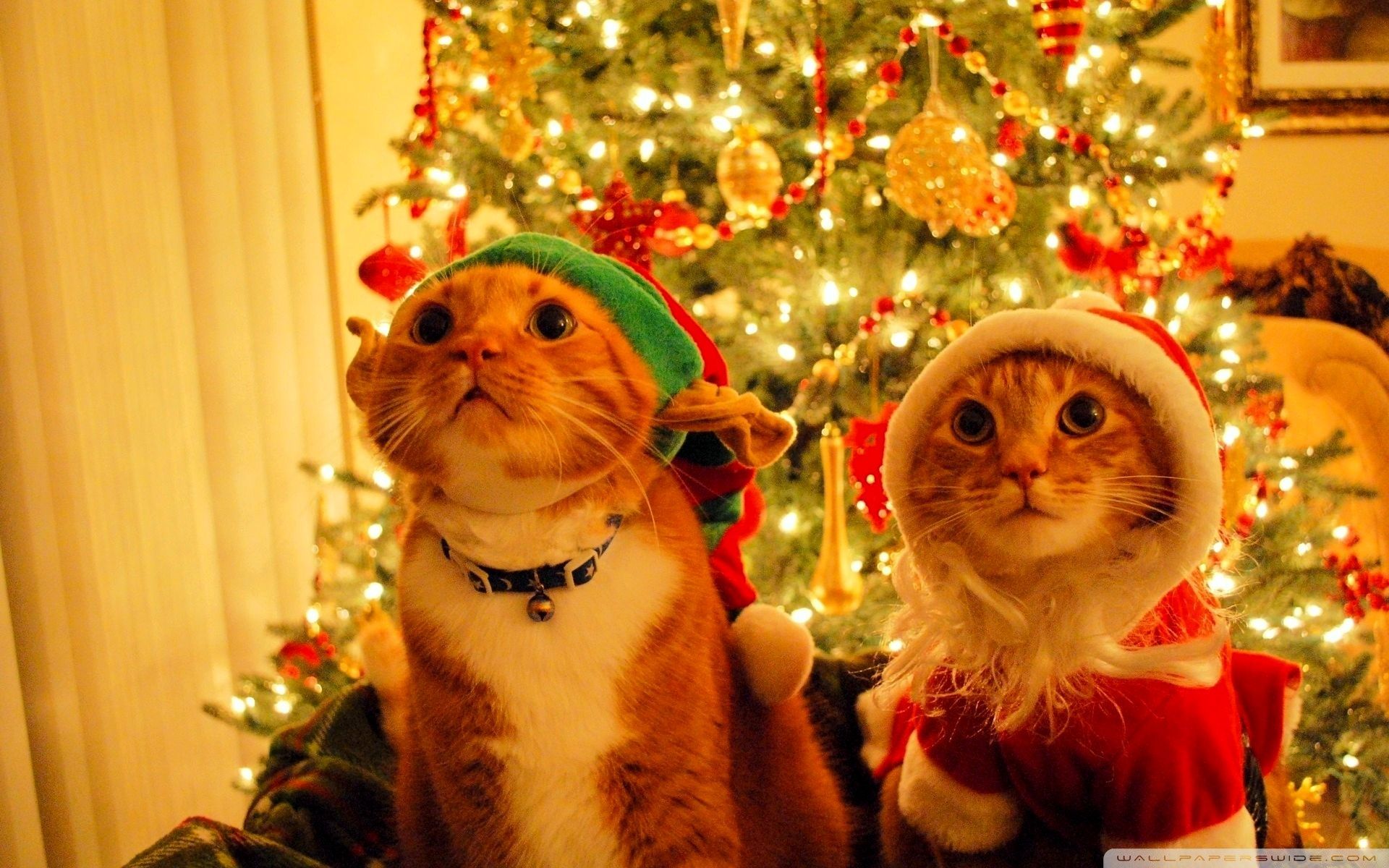 Christmas pets Ultra HD Desktop Background Wallpaper for: Widescreen & UltraWide Desktop & Laptop