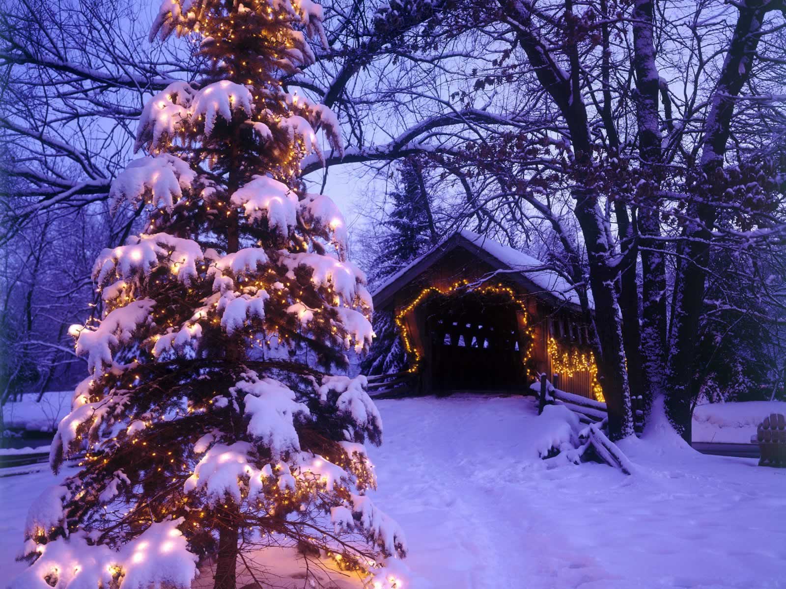 Outdoor Christmas Tree Desktop Background