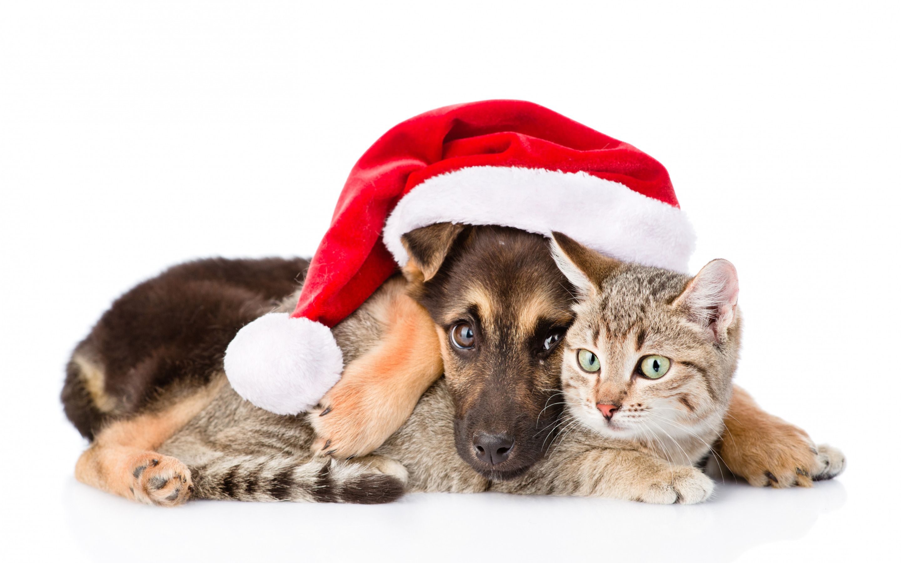 Download wallpaper little german shepherd, puppy and kitten, christmas, friends, cat and dog, cute animals, pets, cats, dogs for desktop with resolution 2880x1800. High Quality HD picture wallpaper
