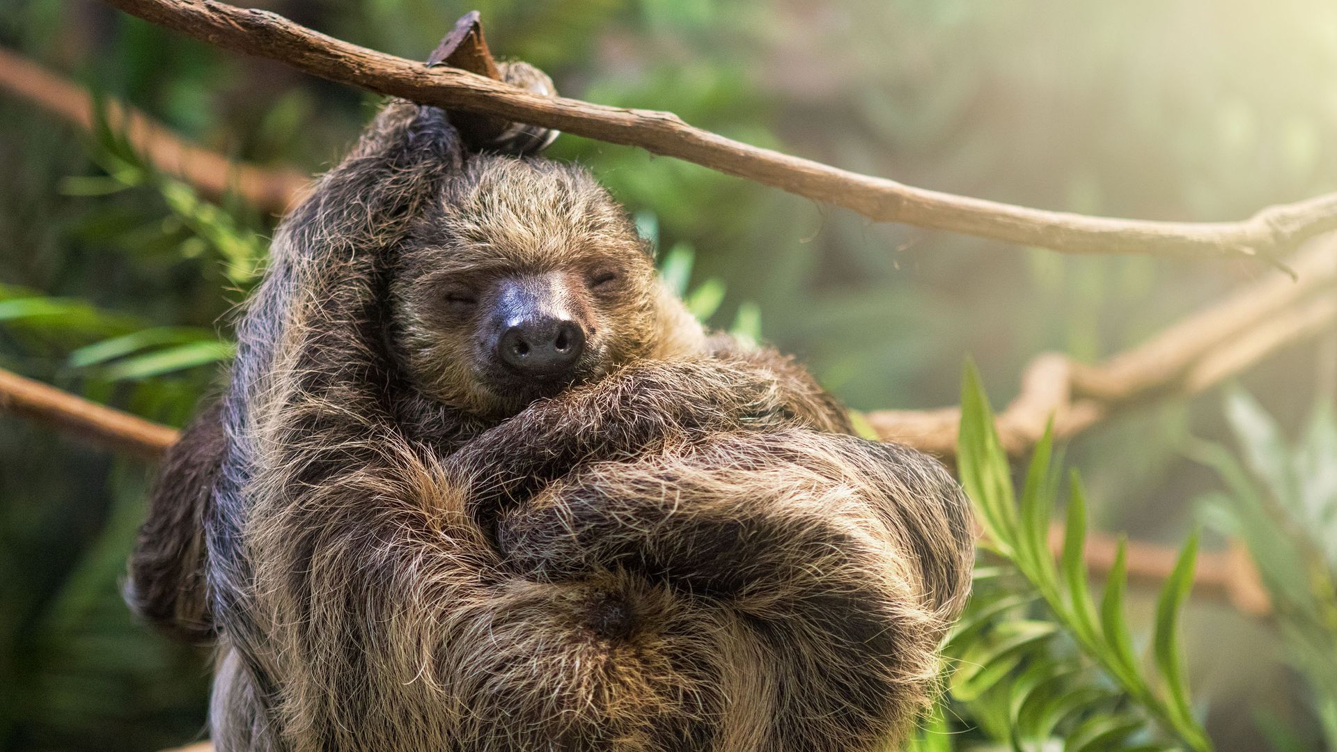 Can You Identify the Slowest Animals in the World?