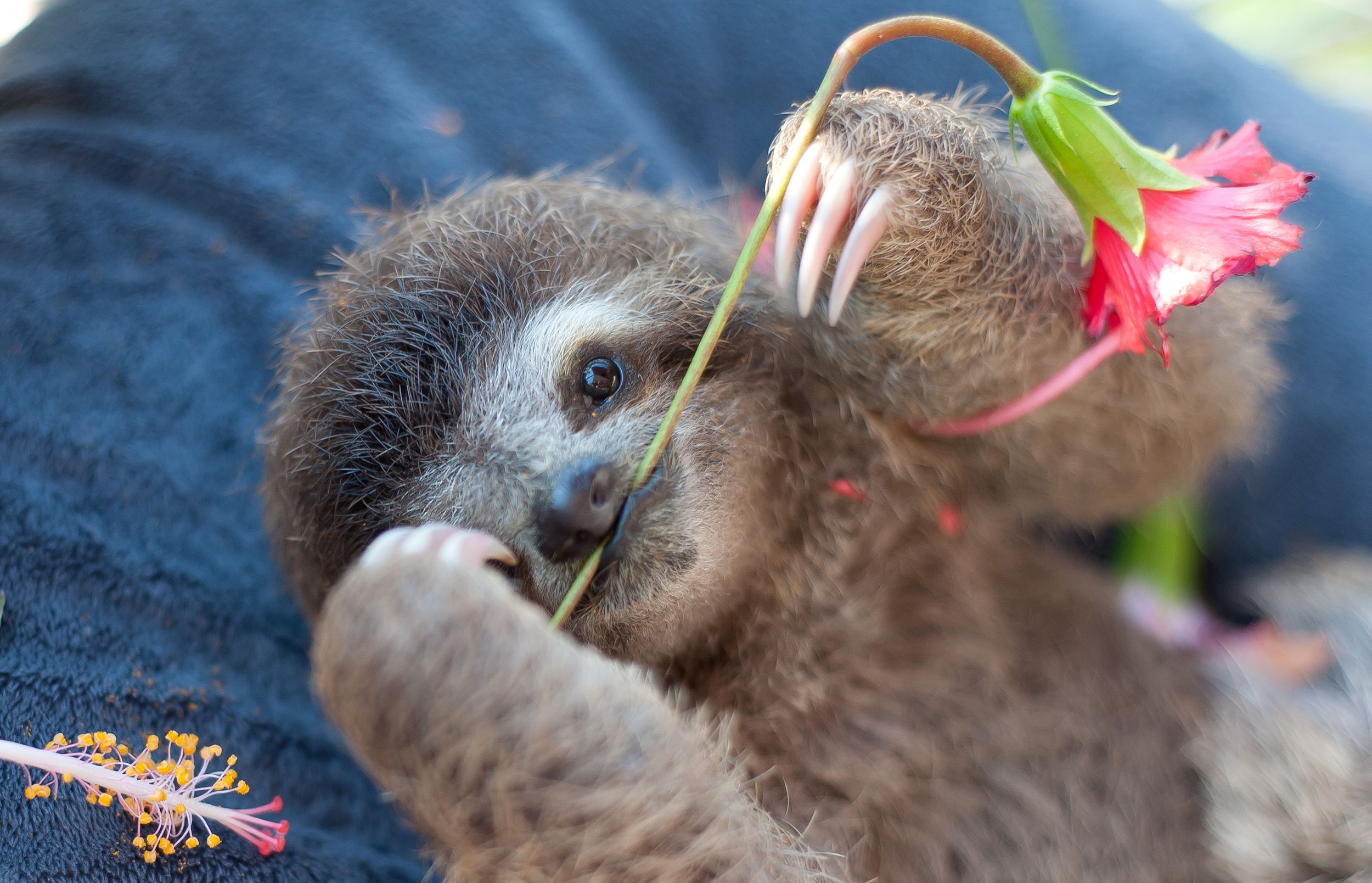 Sloths cuddle, snack and hang out in institute's cute photo