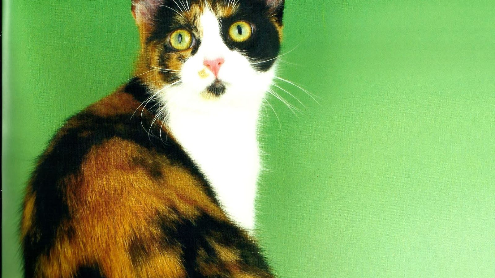 Free download Desktop HD Wallpaper Downloads Calico Cats HD Wallpaper [1600x1280] for your Desktop, Mobile & Tablet. Explore Calico Wallpaper. Marble Wallpaper, Calico Critters Wallpaper
