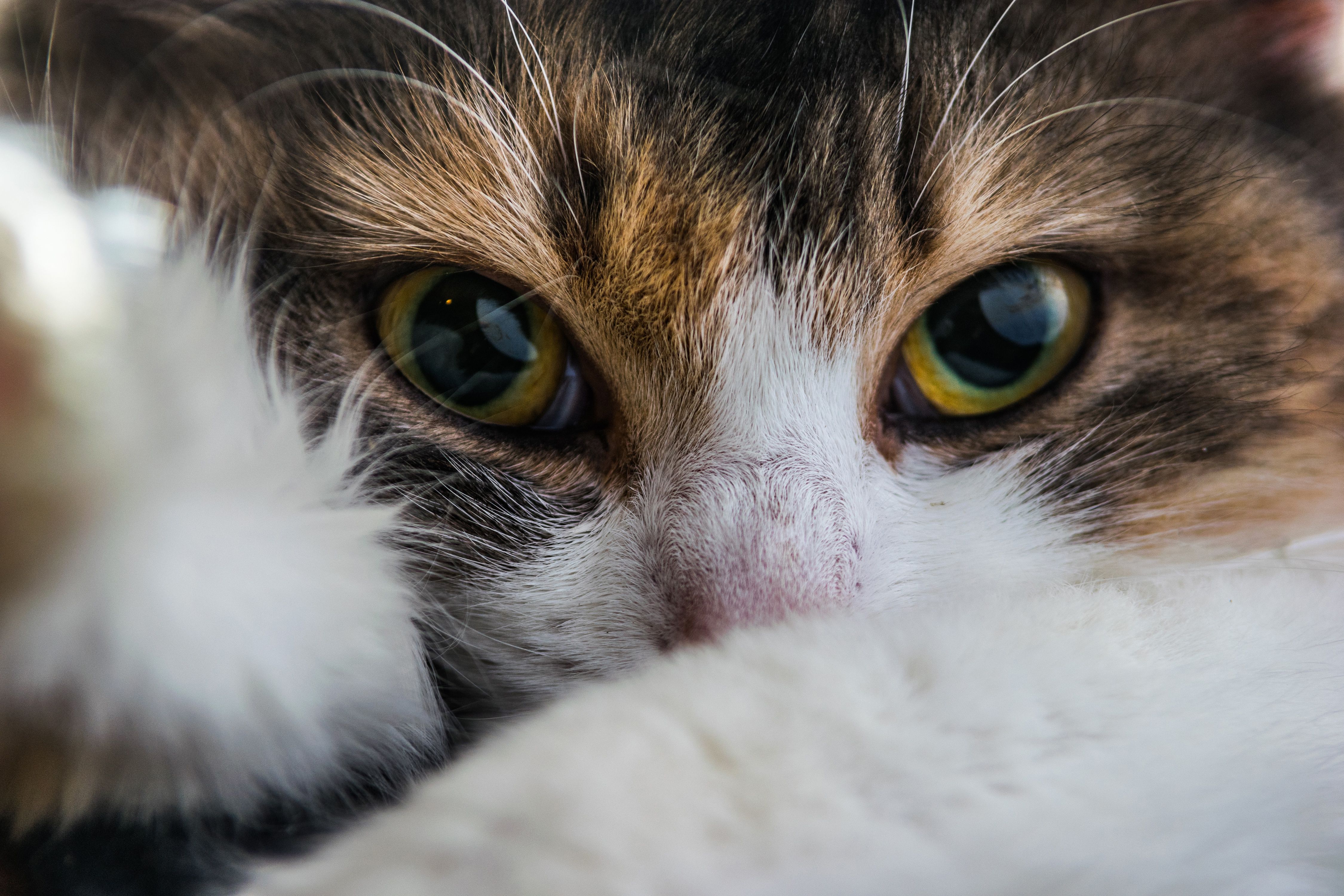 Calico Cat Close Up Wallpaper & Background Download