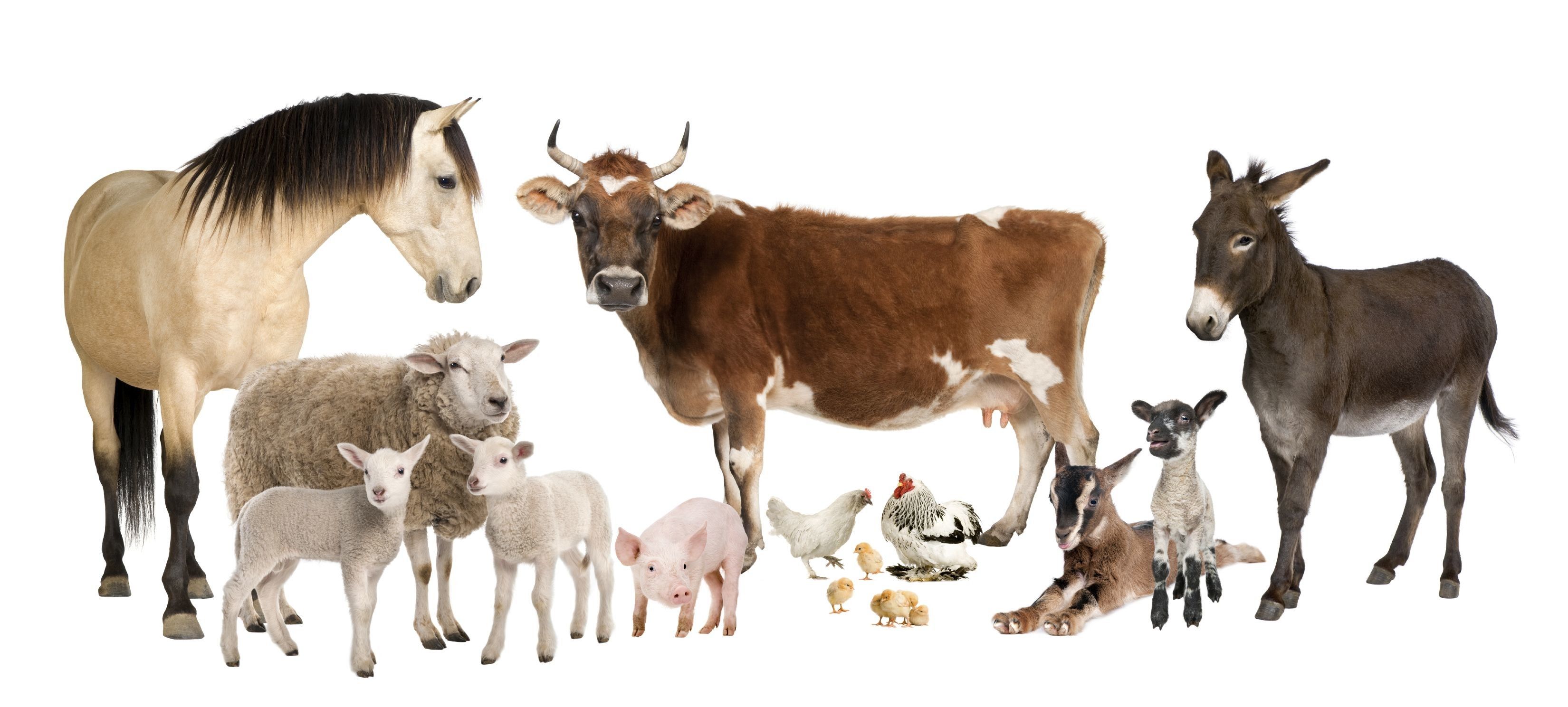 Animals Farm Wallpapers - Wallpaper Cave