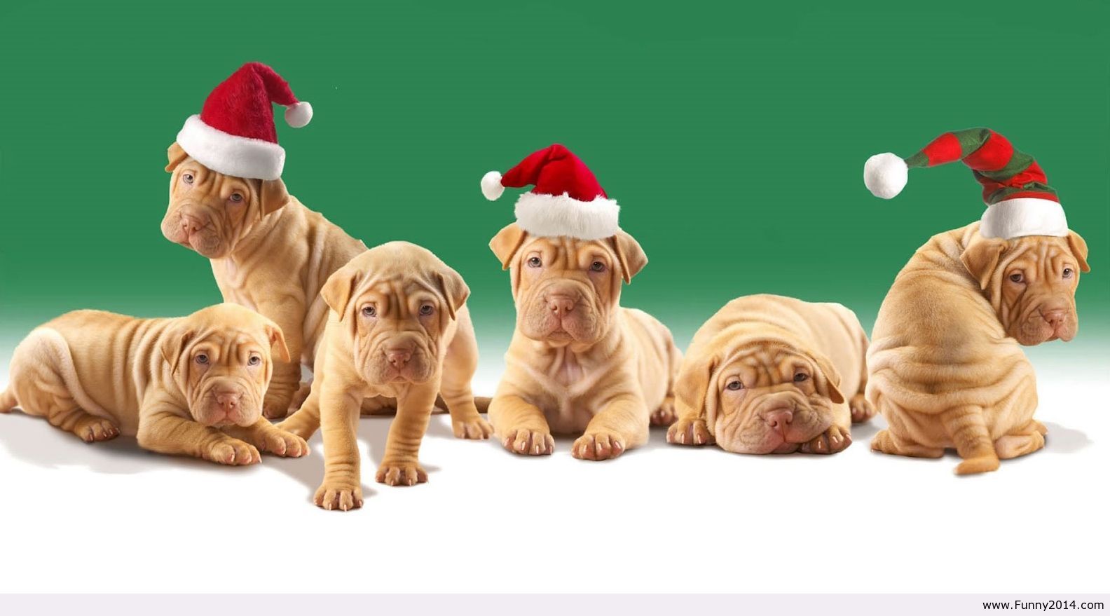 Christmas Animal Wallpaper (1584×879). Christmas Puppy, Christmas Animals, Dog Christmas Picture