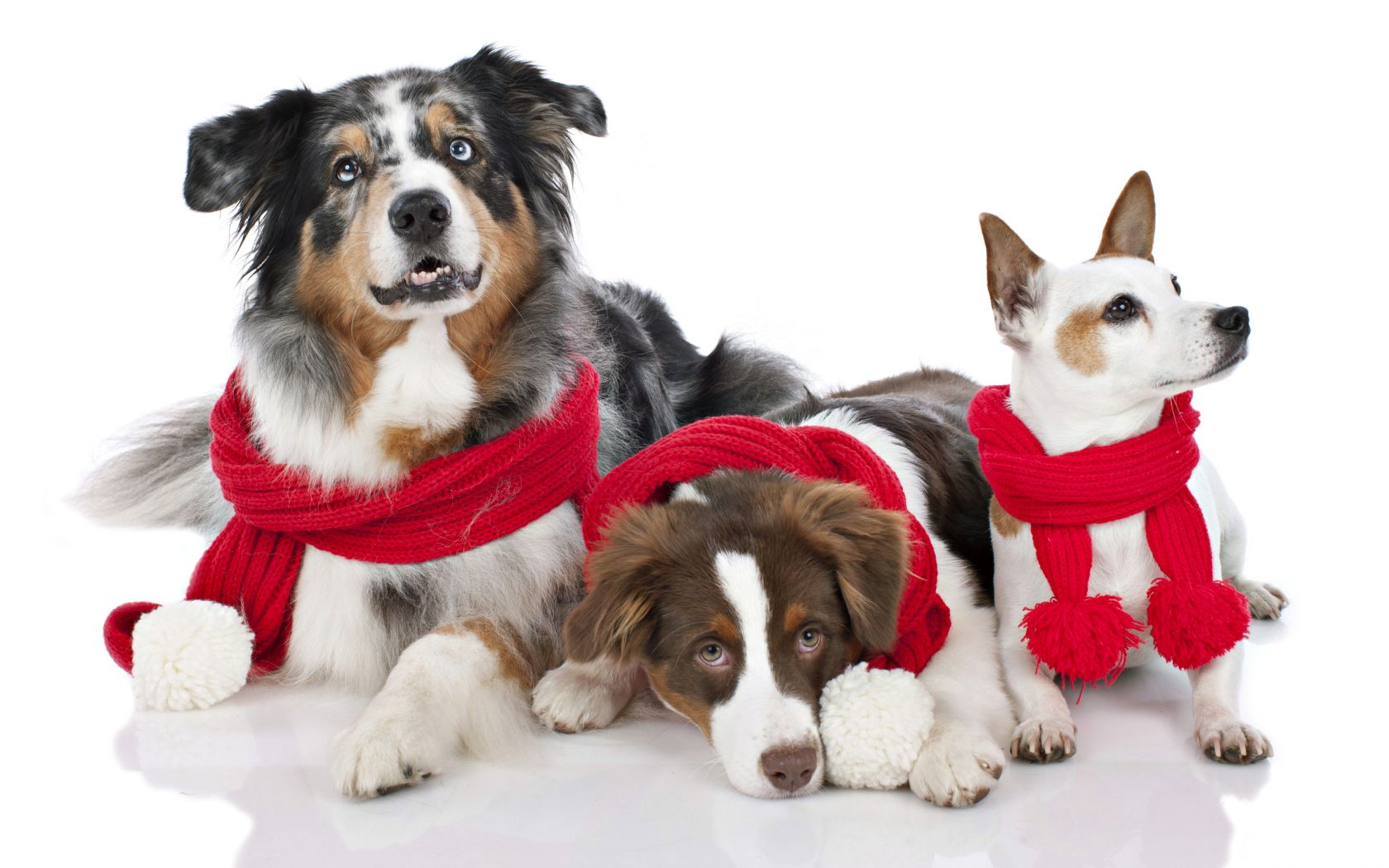 Free download animal dogs look merry christmas red cowl puppy photo wallpaper [2560x1600] for your Desktop, Mobile & Tablet. Explore Christmas Animal Wallpaperd Christmas Wallpaper, Christmas Wallpaper Background