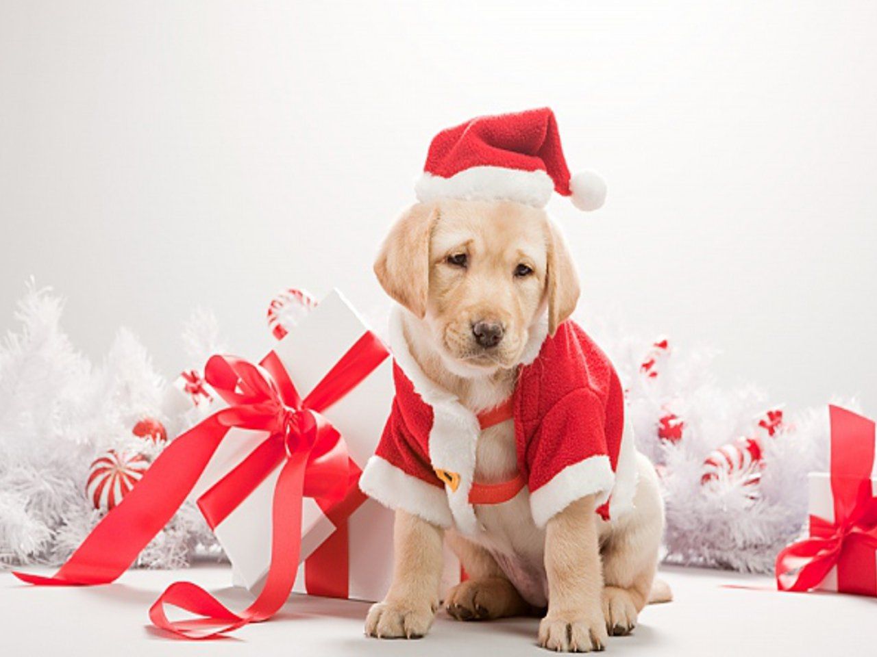 Cute Dog Christmas Wallpaper iPad
