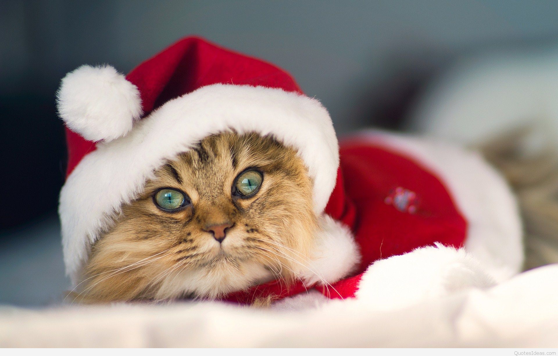 Christmas Animals Wallpaper