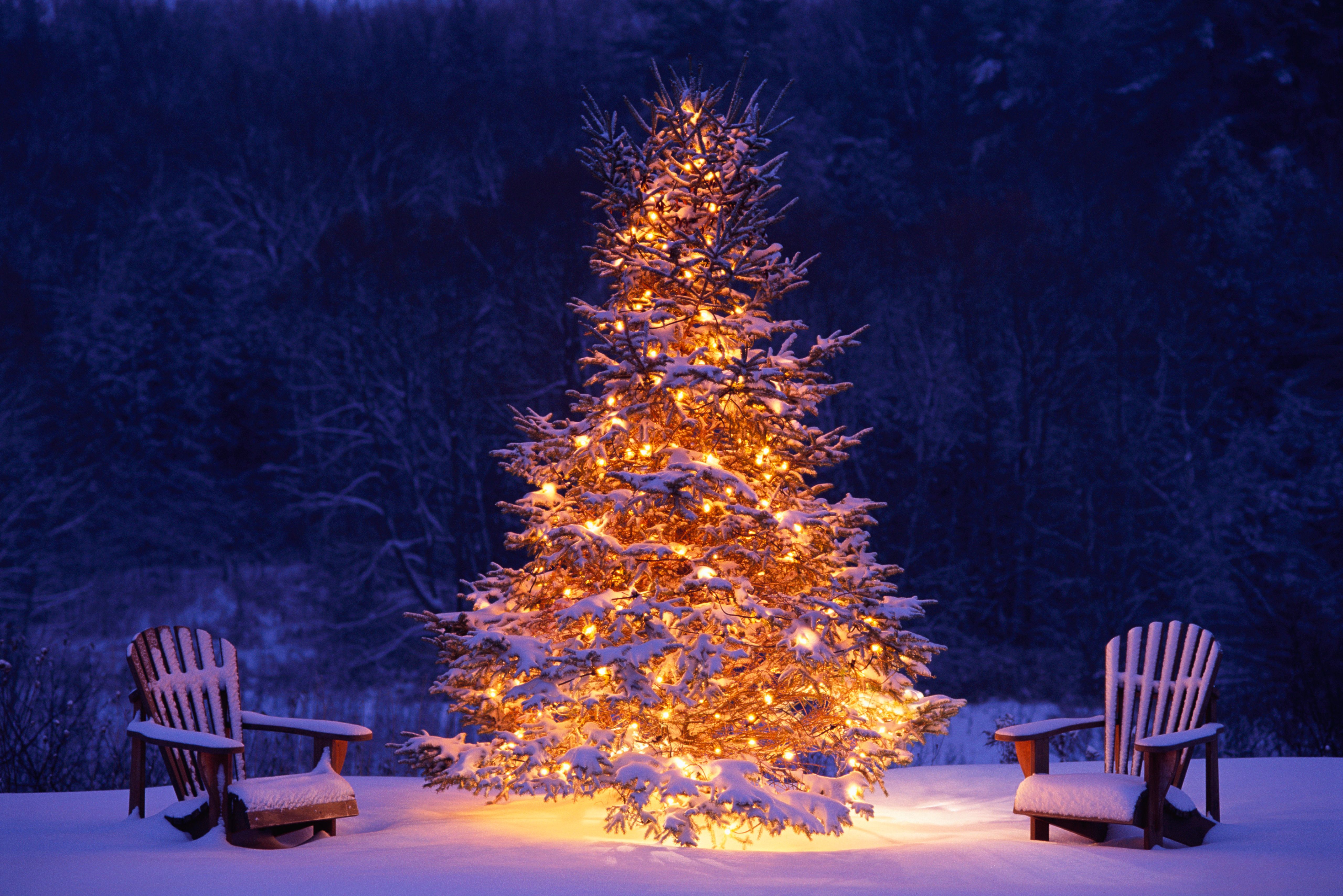 Winter Wonderland: snowy winter scenes & Christmas trees. Christmas lights wallpaper, Christmas desktop, Beautiful christmas trees