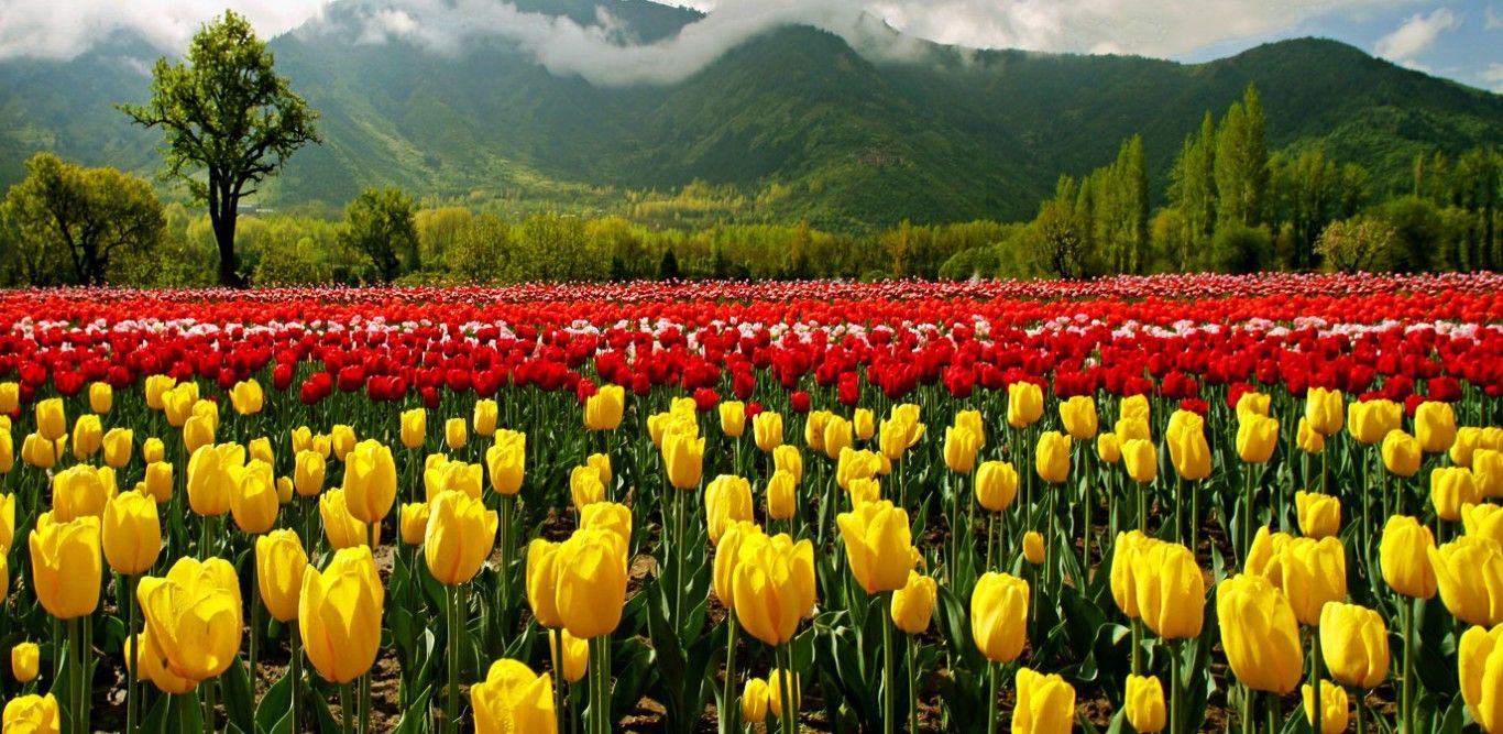 Indira Gandhi Memorial Tulip Garden Kashmir. Tulipanes, India, Flores