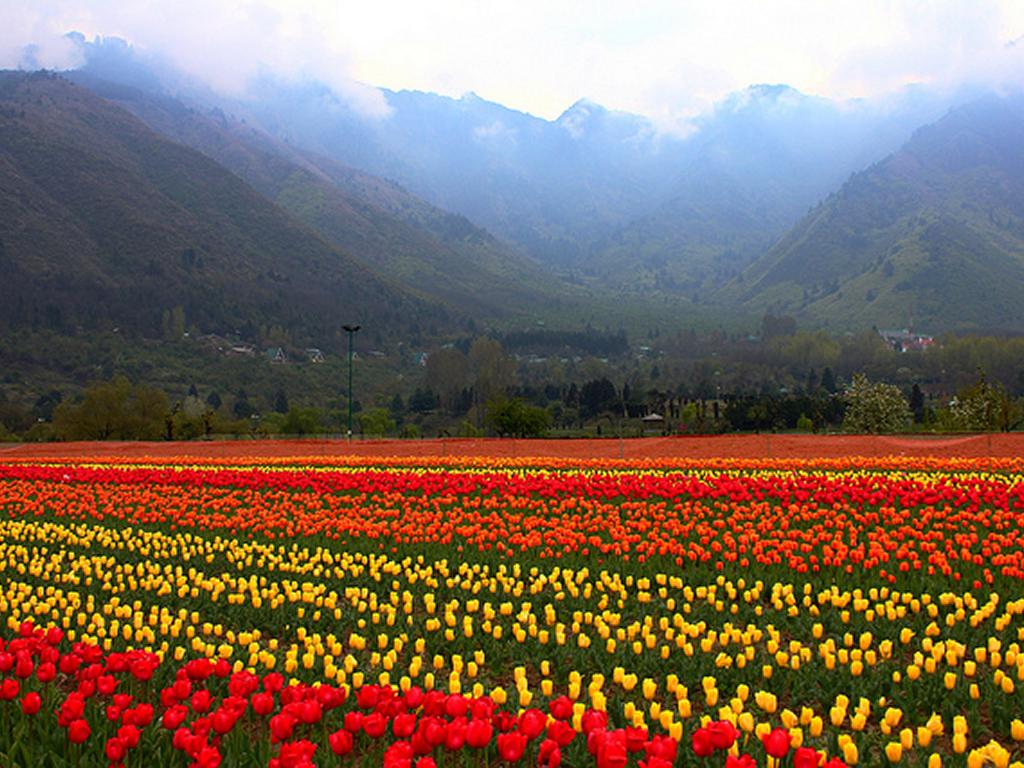 INDIRA GANDHI TULIP GARDEN (SRINAGAR) Of India