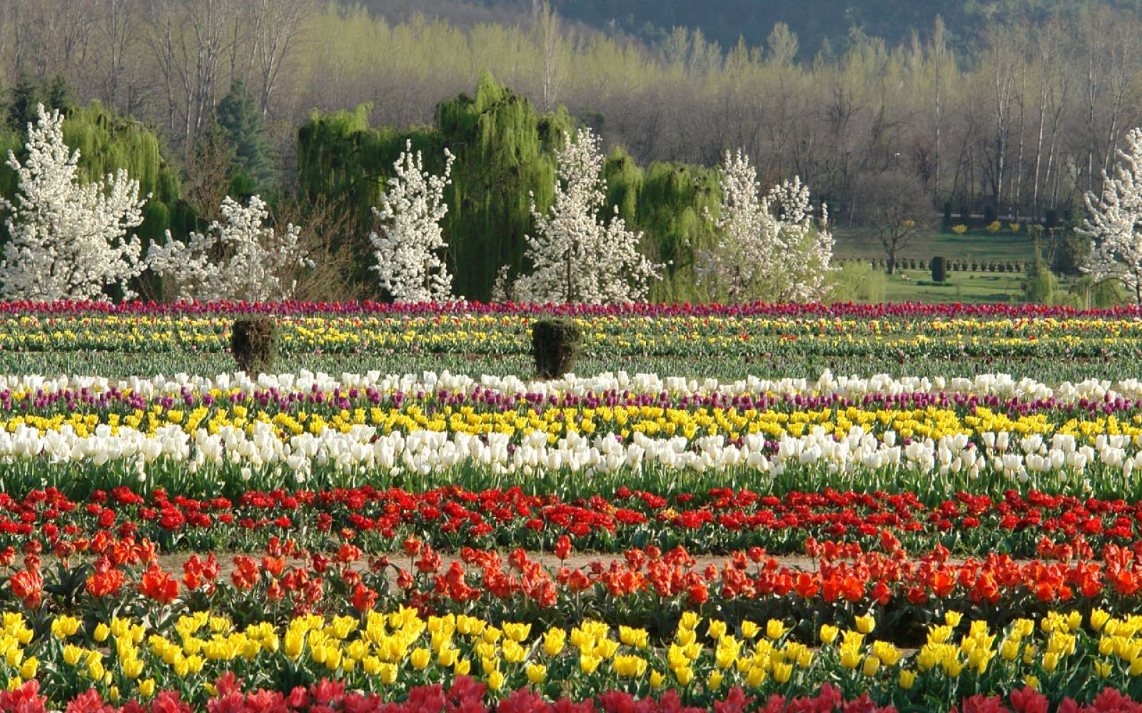 Indira Gandhi Memorial Tulip Garden in Holland