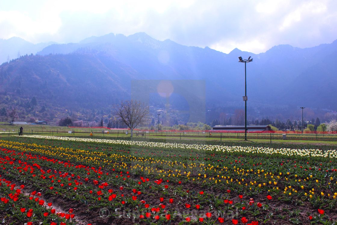 Indira Gandhi Memorial Tulip Garden, Kashmir, download or print for £24.80