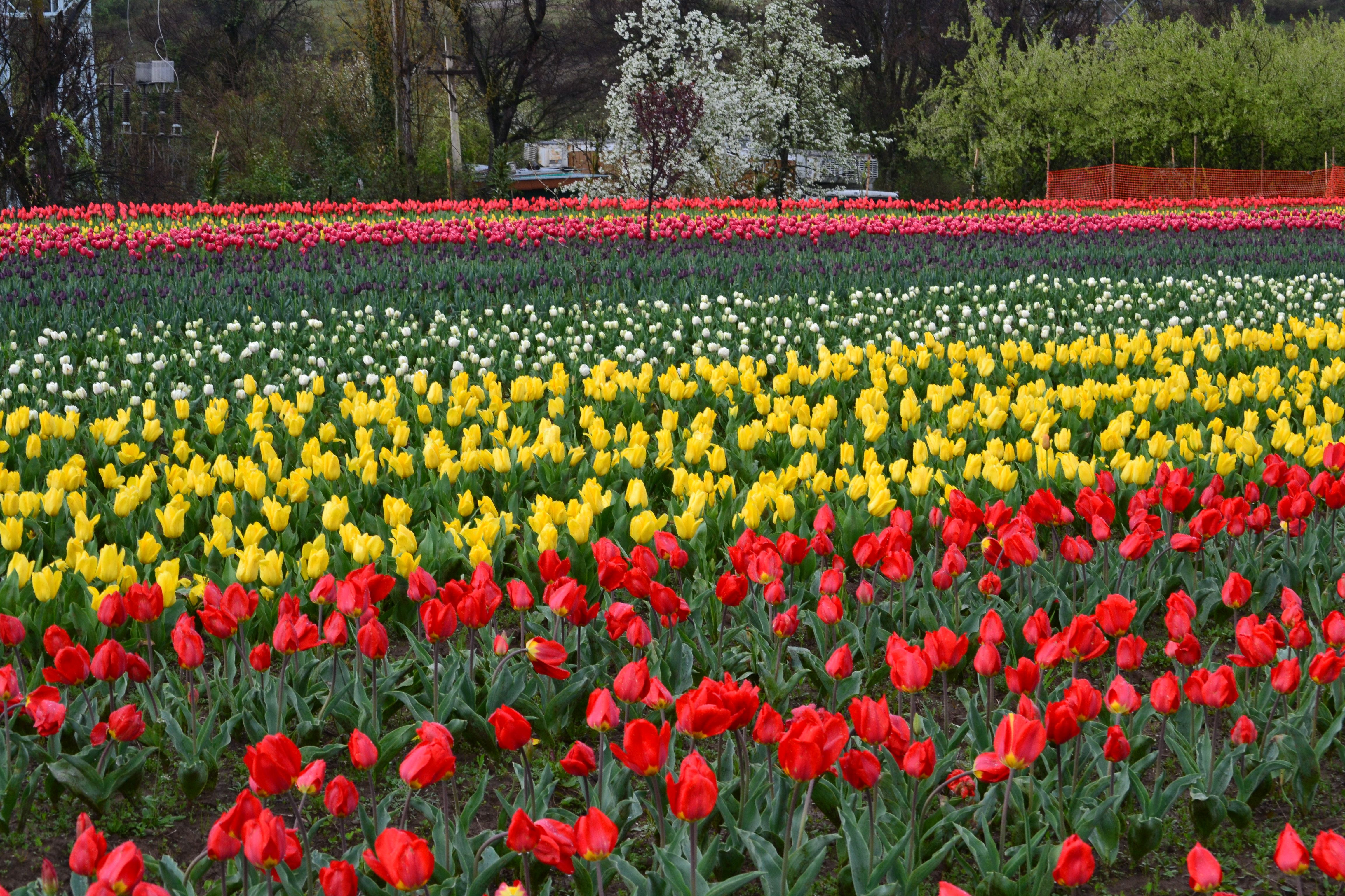 Free photo: Tulips Garden, Flowers, Garden