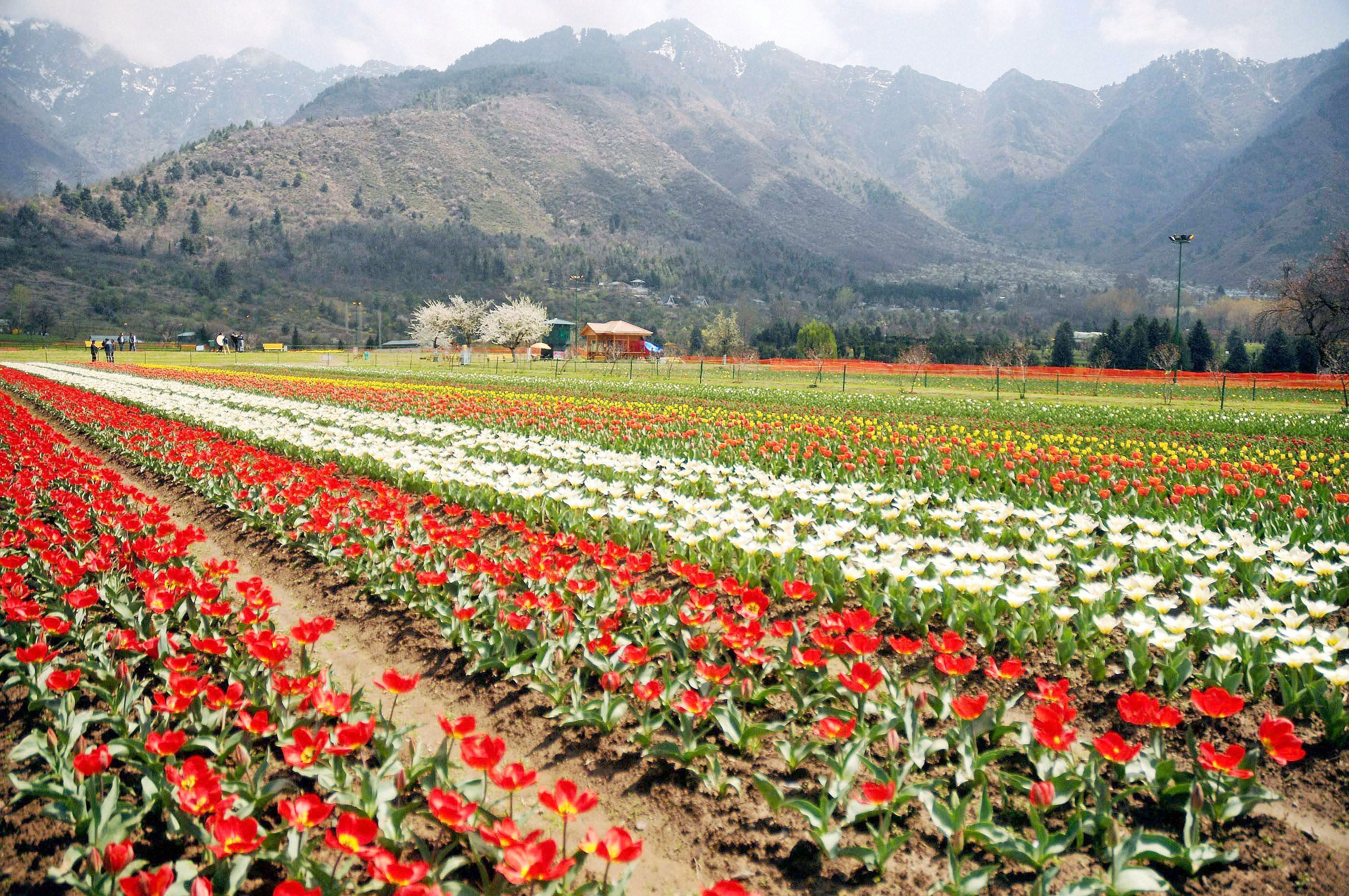 Tulip Garden: Kashmir's latest star attraction