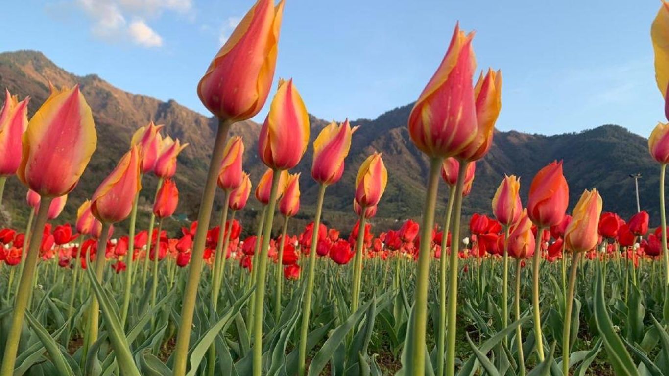 Asia's largest tulip garden is in full bloom in Kashmir. Condé Nast Traveller India