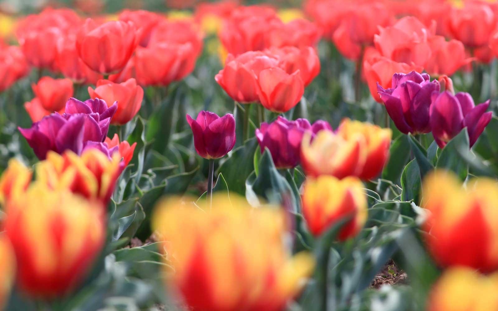 Asia's Largest Tulip Garden Is in Full Bloom and You Need to See the Colors. Travel + Leisure