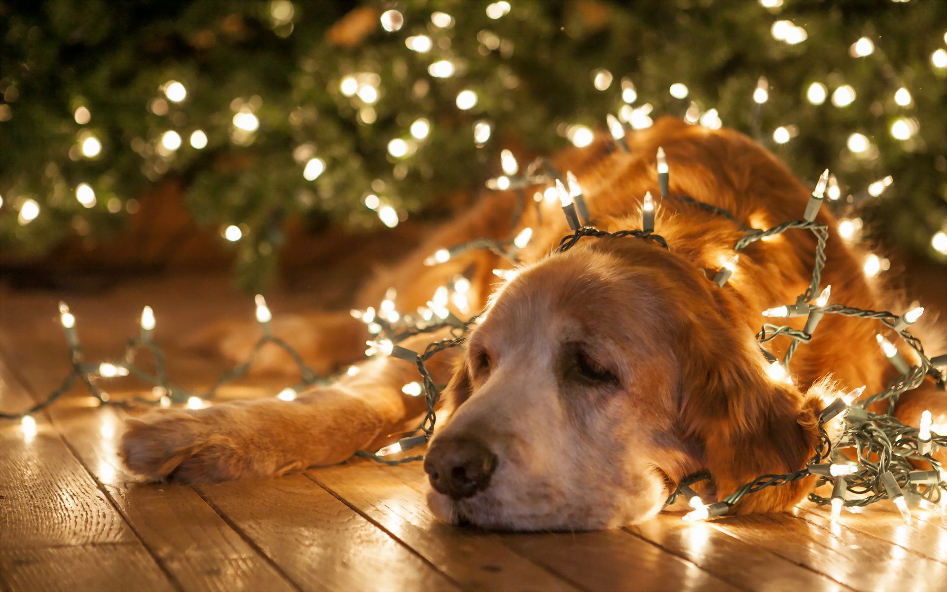 Funny Christmas Wallpaper: christmas new year lights bright animals dogs humor funny wallpaper