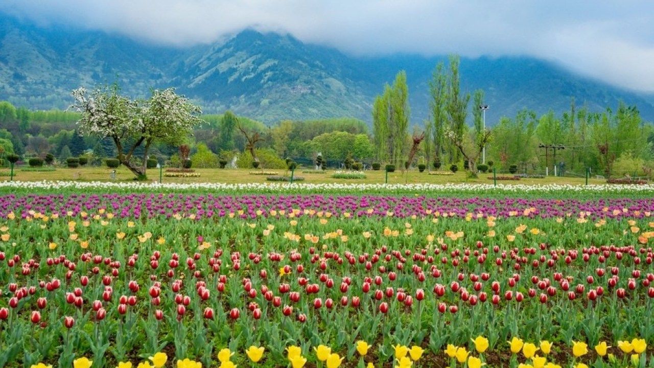 Stunning Photo of Asia's Largest Tulip Garden To Brighten Up Your Day