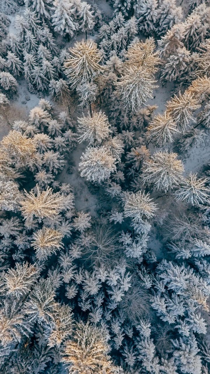 Aerial view, pine trees, forest, snowfall, winter, 720x1280 wallpaper. Trees top view, Tree photography, Tree tops