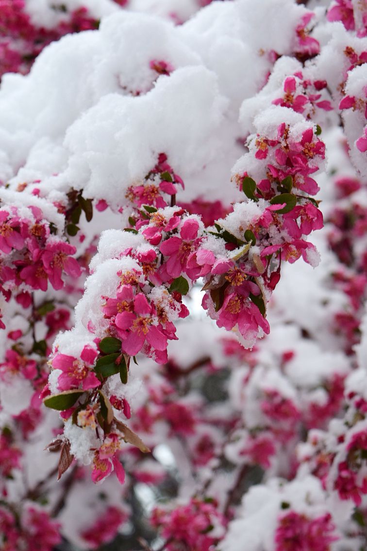 Spring time in Colorado. Winter flowers, Flower lockscreen, Rose flower wallpaper