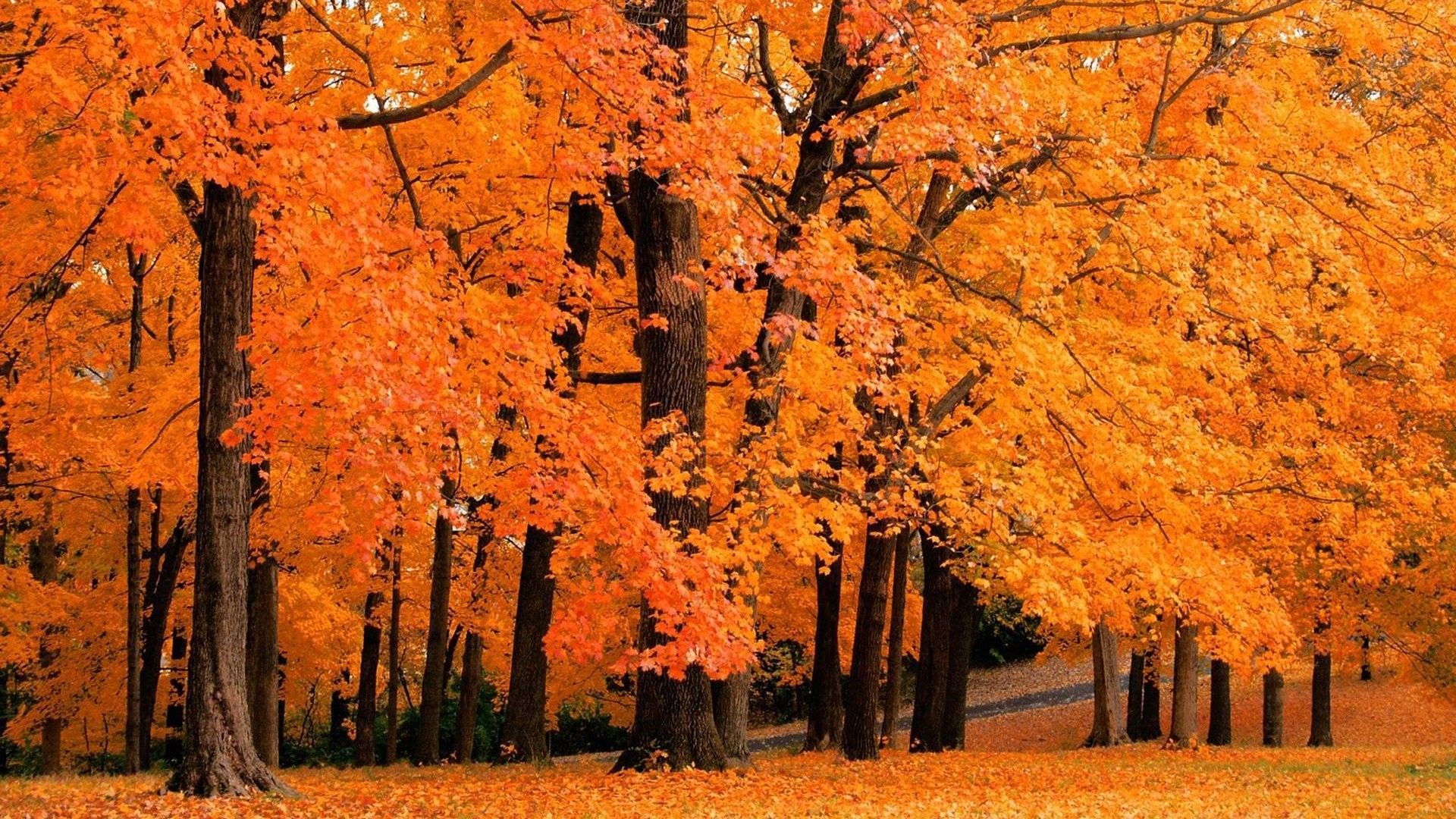 Landscapes forest leaves autumn fall orange wallpaperx1080