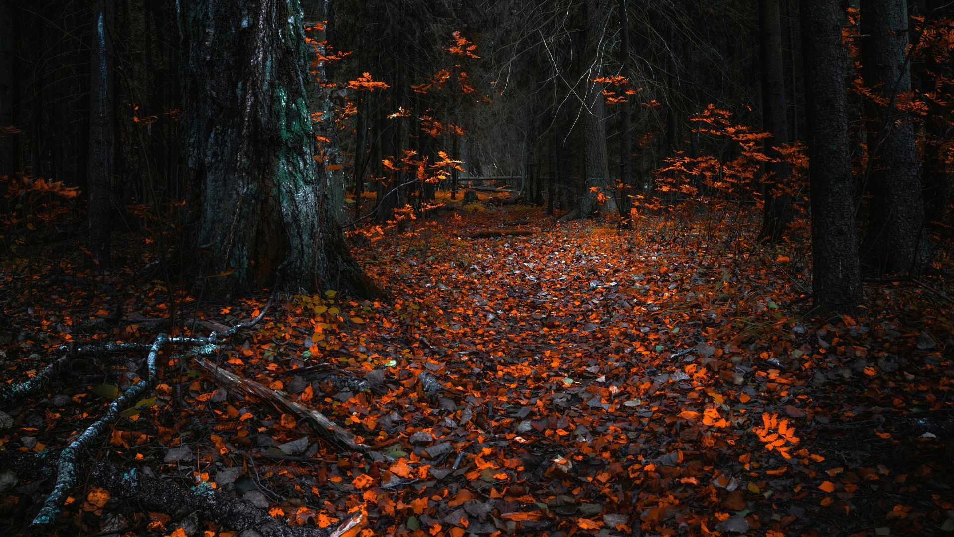 Desktop wallpaper autumn, orange leaves, forest, nature, HD image, picture, background, 718fff