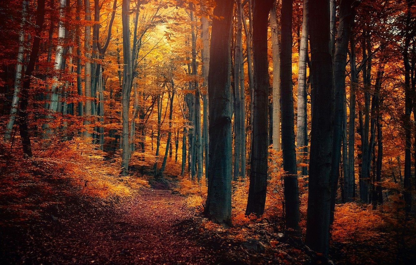 Wallpaper autumn, forest, leaves, trees, nature, yellow, orange, path image for desktop, section природа